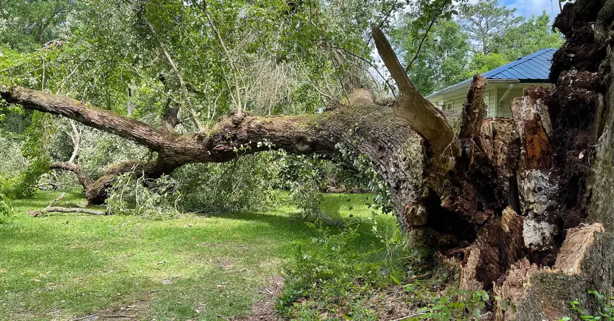 24/7 Emergency Tree Service