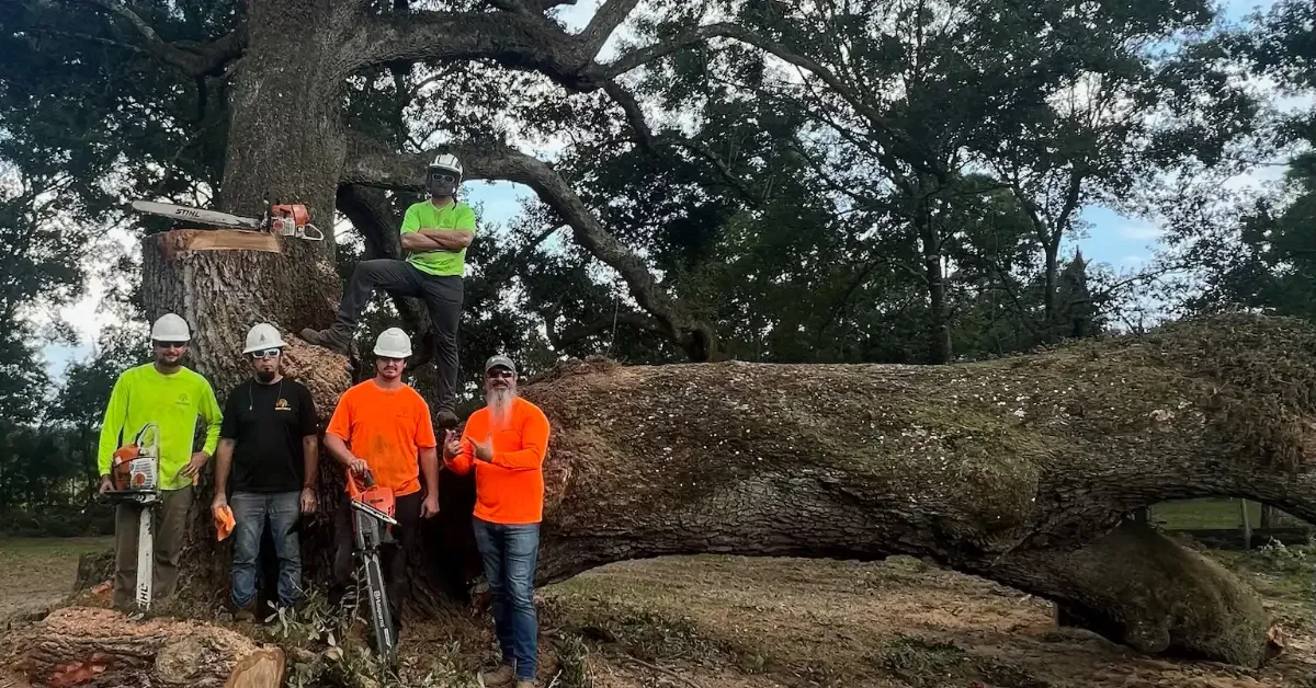 Tree Removal