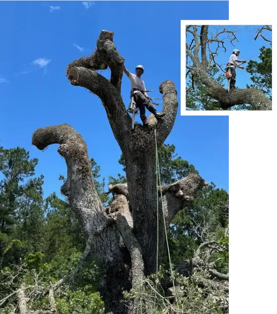 About Sidden Tree Service