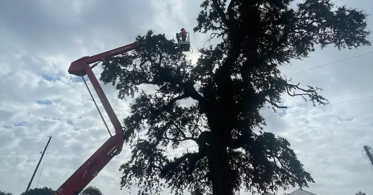 Tree Trimming & Pruning