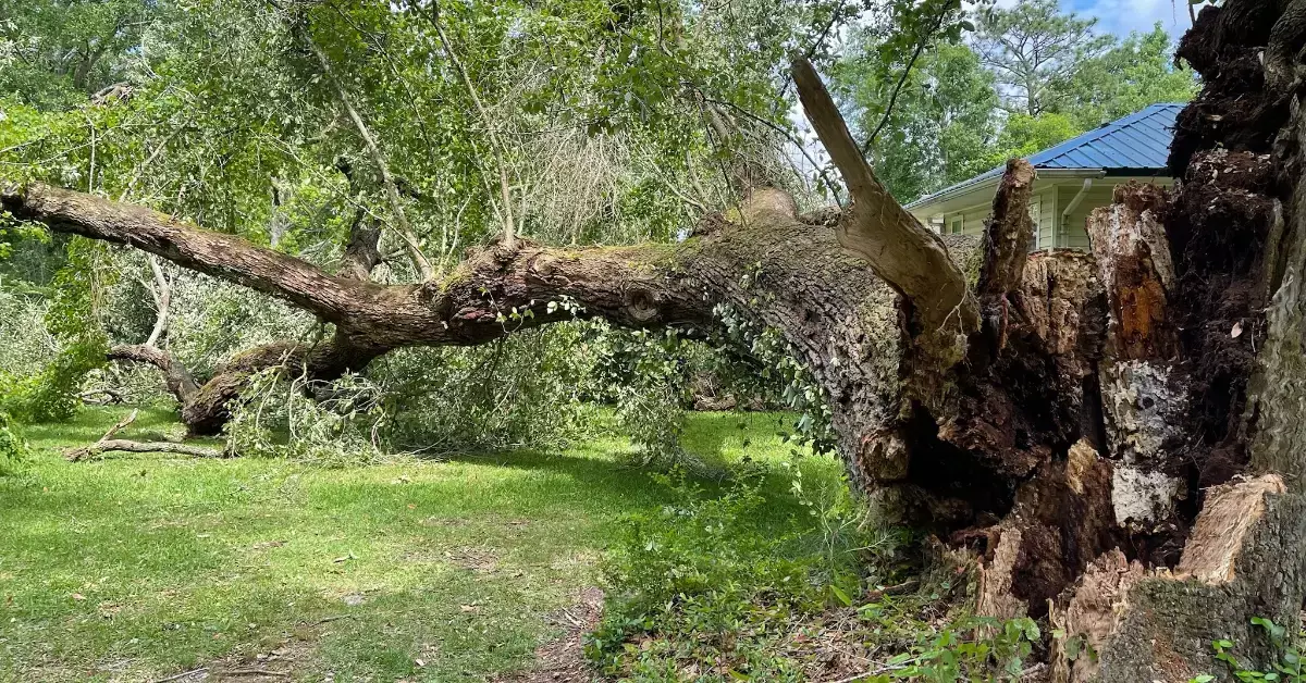 24/7 Emergency Tree Service