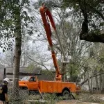 Tree Service Company