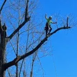 Tree Service Near Me
