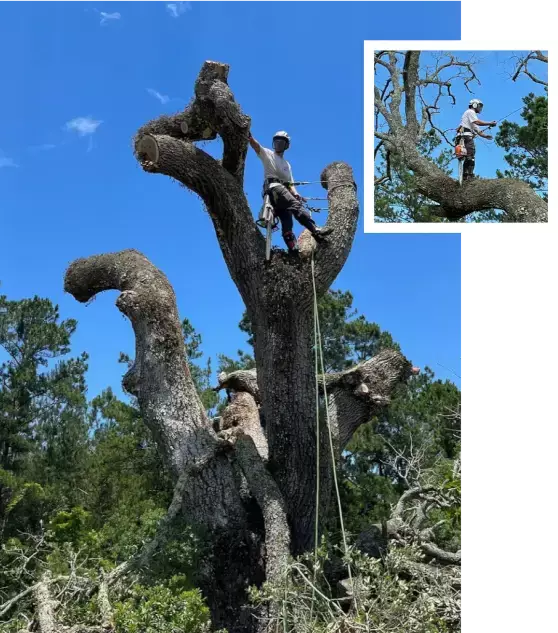 About Sidden Tree Service