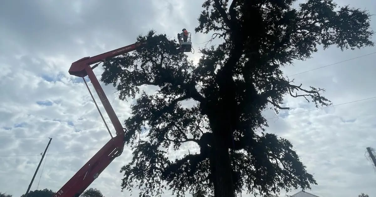 Tree Trimming & Pruning