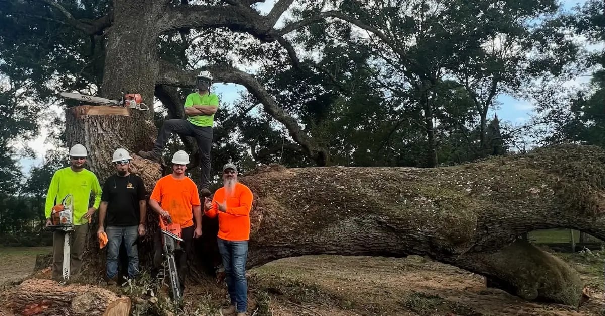 Tree Removal